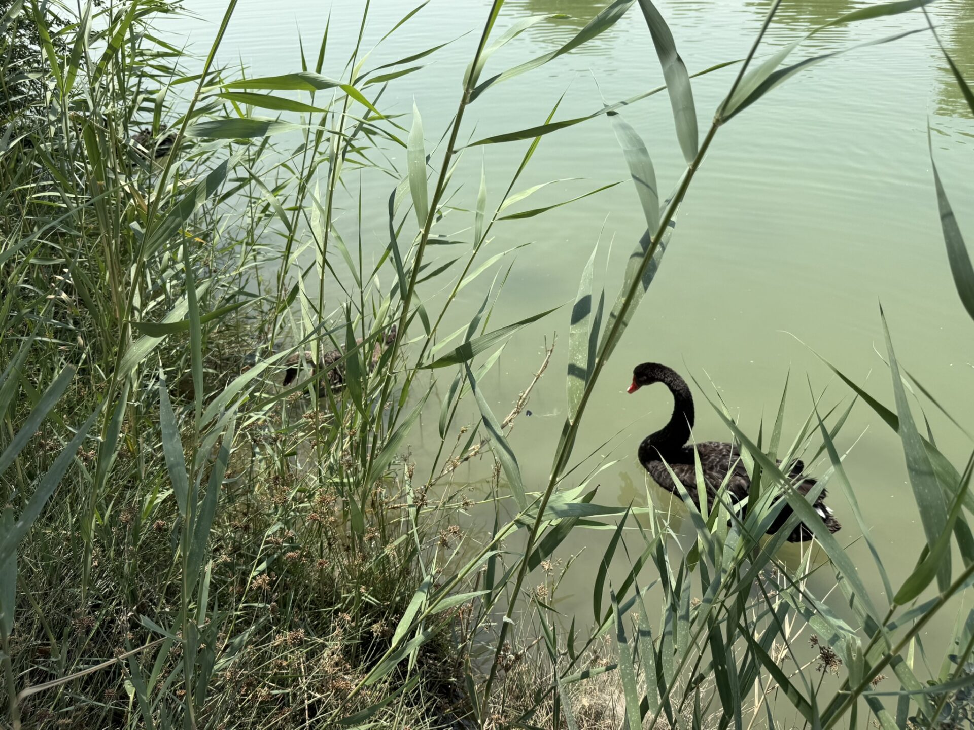 Волшебное озеро Love Lake
